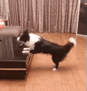 主人倒车撞向吉娃娃，边牧看到后，瞬间冲出救下好友...-8.gif