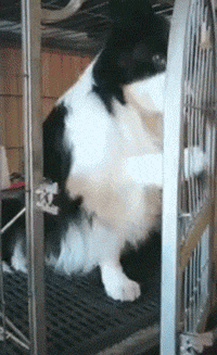 主人倒车撞向吉娃娃，边牧看到后，瞬间冲出救下好友...-9.gif