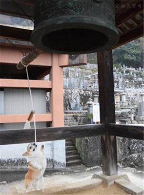 流浪柯基被寺院收养后，还修炼出了佛性？-2.jpeg