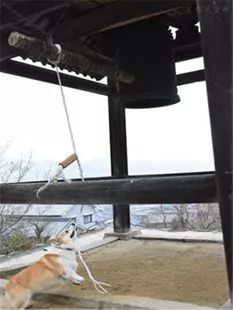 流浪柯基被寺院收养后，还修炼出了佛性？-3.jpeg