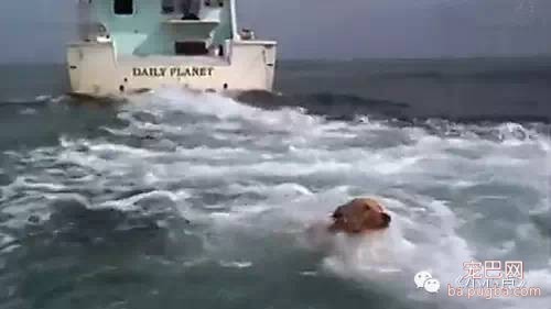 【动物视界】<狗狗与海：友爱海豚鲨口惊险救下落水狗>（03:33）-2.jpeg