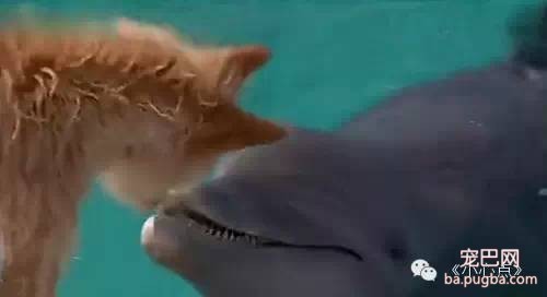 【动物视界】<狗狗与海：友爱海豚鲨口惊险救下落水狗>（03:33）-6.jpeg