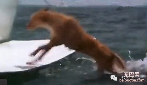 【动物视界】<狗狗与海：友爱海豚鲨口惊险救下落水狗>（03:33）-4.jpeg