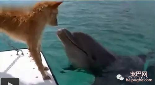 【动物视界】<狗狗与海：友爱海豚鲨口惊险救下落水狗>（03:33）-5.jpeg