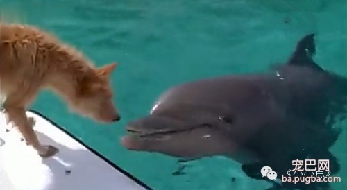 【动物视界】<狗狗与海：友爱海豚鲨口惊险救下落水狗>（03:33）-7.jpeg