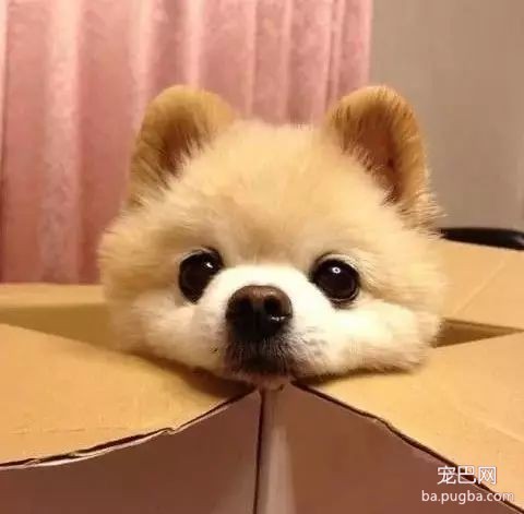 原来上帝也撸狗，还带走了俊介君-7.jpeg