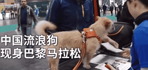 中国流浪狗跨国参加巴黎马拉松：它通过奔跑改变了命运！-1.gif