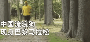 中国流浪狗跨国参加巴黎马拉松：它通过奔跑改变了命运！-2.gif