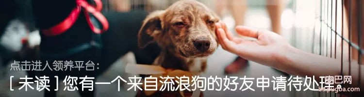 中国流浪狗跨国参加巴黎马拉松：它通过奔跑改变了命运！-9.jpg