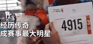 中国流浪狗跨国参加巴黎马拉松：它通过奔跑改变了命运！-7.gif