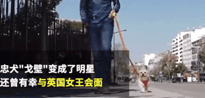 中国流浪狗跨国参加巴黎马拉松：它通过奔跑改变了命运！-6.gif