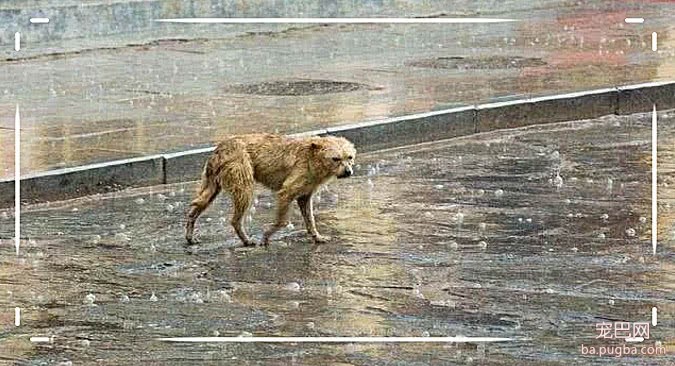 流浪狗冒雨在车流间穿梭，挨个敲打车窗看车主，背后原因让人心碎-1.jpeg
