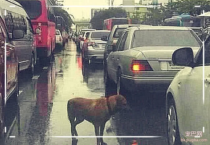 流浪狗冒雨在车流间穿梭，挨个敲打车窗看车主，背后原因让人心碎-2.jpeg