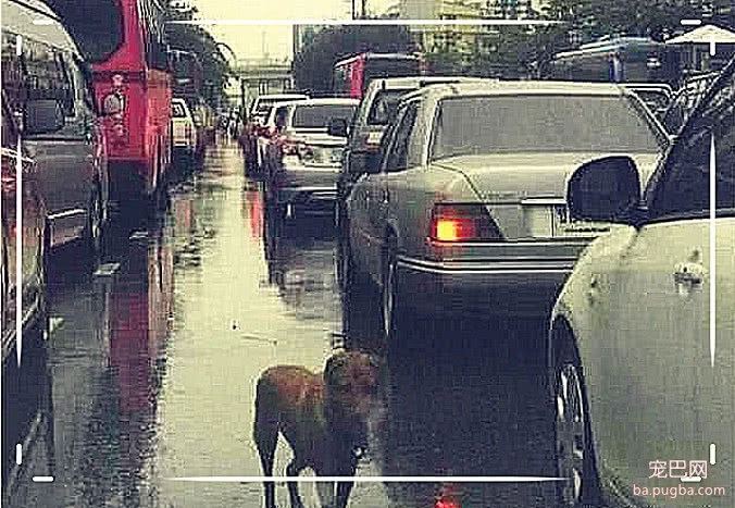 流浪狗冒雨在车流间穿梭，挨个敲打车窗看车主，背后原因让人心碎-3.jpeg