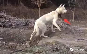 狗妈妈知道自己时日无多，可依旧没放弃自己的孩子！好感人！-1.jpeg