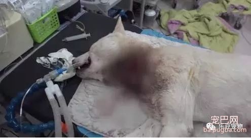 狗妈妈知道自己时日无多，可依旧没放弃自己的孩子！好感人！-3.jpeg