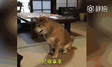 还记得那只爱摔碗的暴躁柴柴吗？铲屎官教会了它按铃，可结果...-2.gif