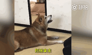 还记得那只爱摔碗的暴躁柴柴吗？铲屎官教会了它按铃，可结果...-1.gif