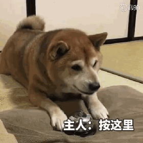 还记得那只爱摔碗的暴躁柴柴吗？铲屎官教会了它按铃，可结果...-4.gif