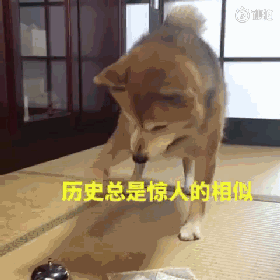 还记得那只爱摔碗的暴躁柴柴吗？铲屎官教会了它按铃，可结果...-5.gif