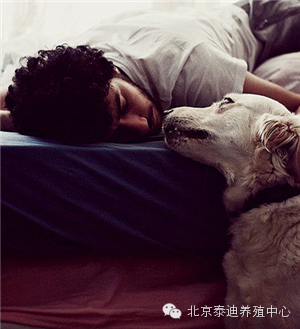 狗的10句心里话，看完我哭了-7.png