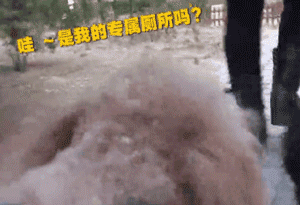 你信吗？我家楼下真的出现了狗狗公厕-3.gif