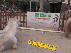 你信吗？我家楼下真的出现了狗狗公厕-4.gif