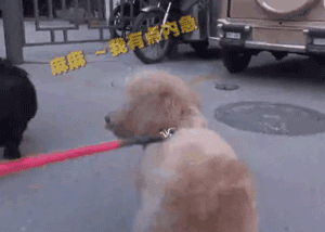 你信吗？我家楼下真的出现了狗狗公厕-5.gif