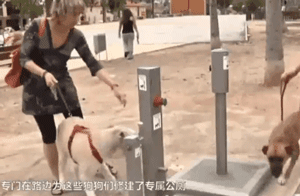 你信吗？我家楼下真的出现了狗狗公厕-14.gif