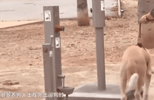 你信吗？我家楼下真的出现了狗狗公厕-16.gif