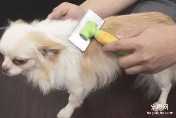 狗狗掉毛严重的两类原因-1.jpeg