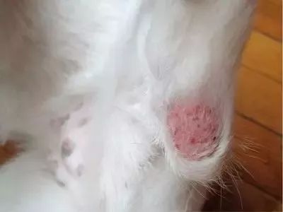 狗狗掉毛严重的两类原因-2.jpeg