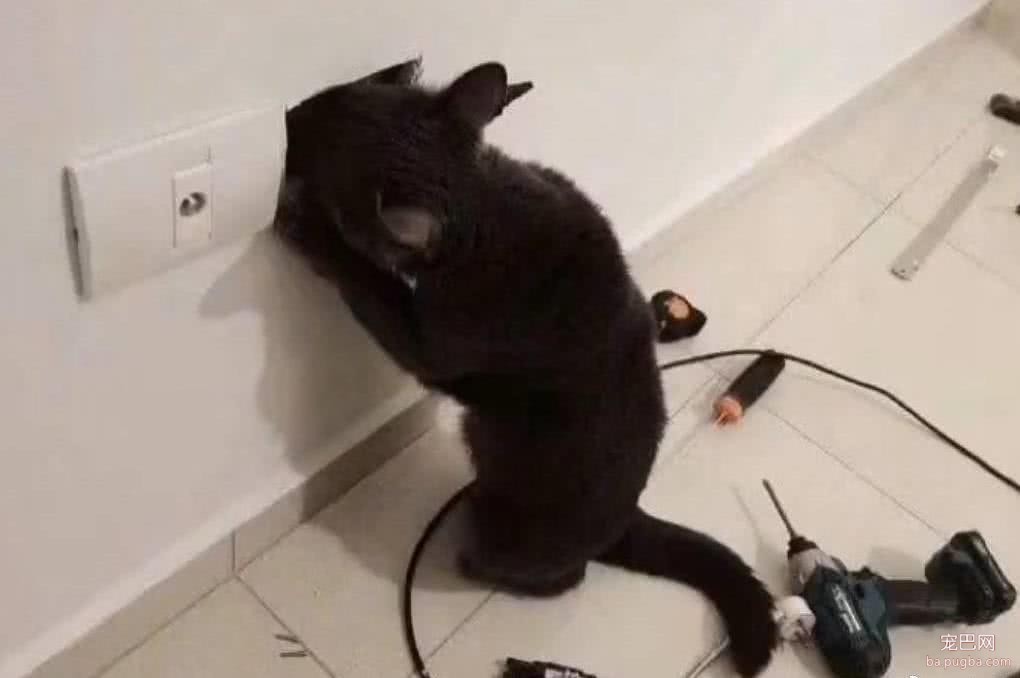 猫咪不停主人话，非要往插座洞里钻，下一秒主人哭笑不得！-2.jpeg