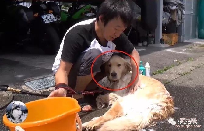 远看还以为男子在杀狗，走进一看：我服了这只金毛！-2.jpeg