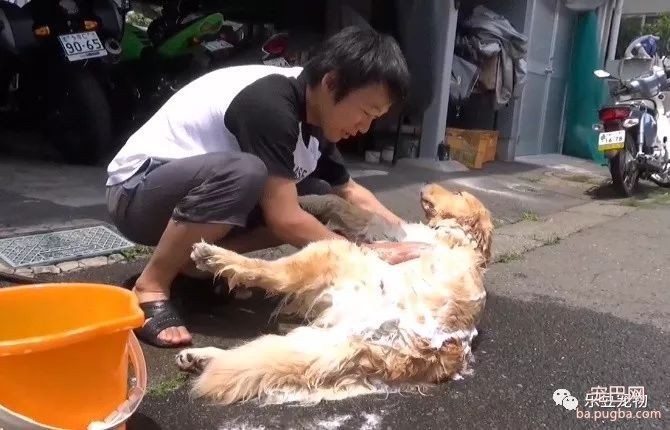 远看还以为男子在杀狗，走进一看：我服了这只金毛！-4.jpeg