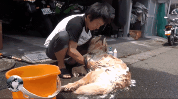 远看还以为男子在杀狗，走进一看：我服了这只金毛！-6.gif