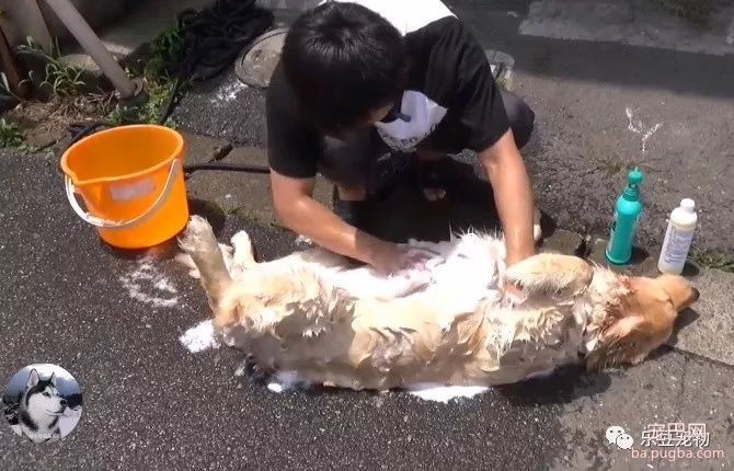远看还以为男子在杀狗，走进一看：我服了这只金毛！-3.jpeg