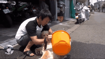 远看还以为男子在杀狗，走进一看：我服了这只金毛！-5.gif