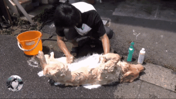 远看还以为男子在杀狗，走进一看：我服了这只金毛！-7.gif