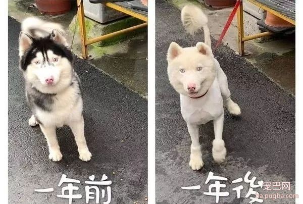 送二哈洗澡结果洗成了白狗...哈哈哈哈哈哈哈这是给洗褪色了？-3.jpeg