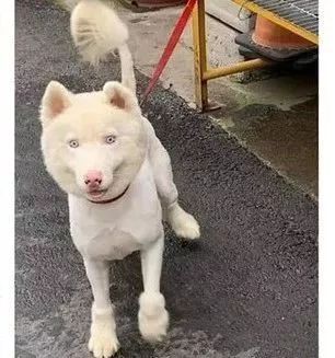 送二哈洗澡结果洗成了白狗...哈哈哈哈哈哈哈这是给洗褪色了？-2.jpeg