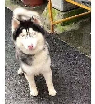 送二哈洗澡结果洗成了白狗...哈哈哈哈哈哈哈这是给洗褪色了？-1.jpeg