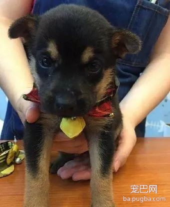 送二哈洗澡结果洗成了白狗...哈哈哈哈哈哈哈这是给洗褪色了？-7.jpeg