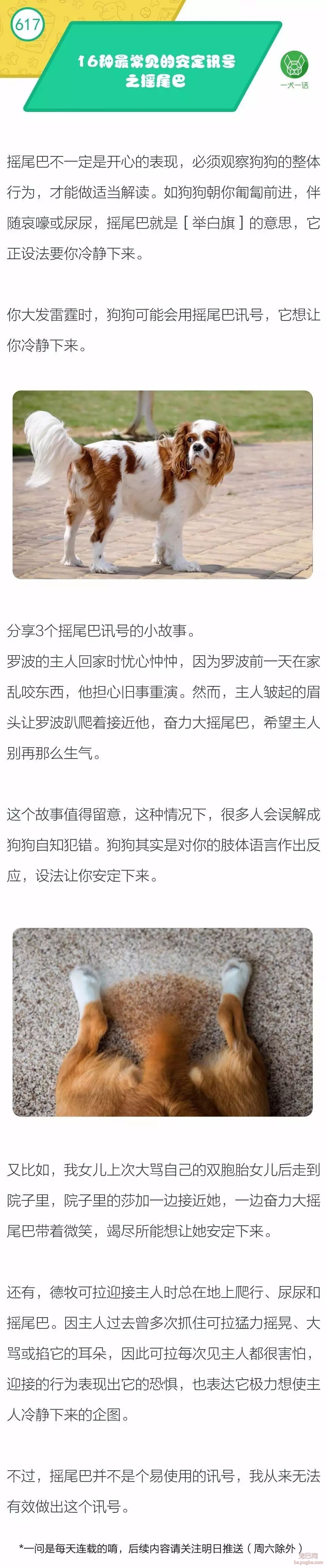 16种最常见的安定讯号之『摇尾巴』-1.jpeg