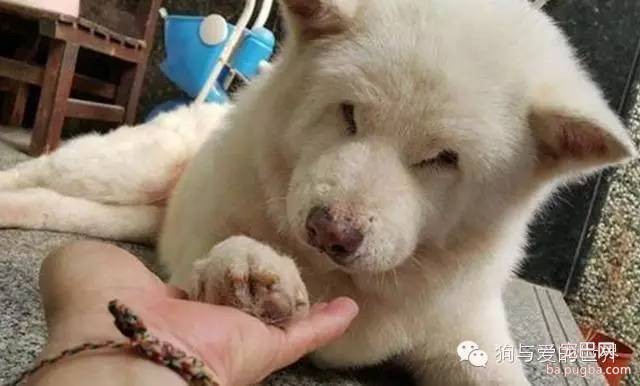 主人为了让16岁的狗狗开心，帮它找到了前主人，重逢的画面让人鼻酸……-1.jpeg