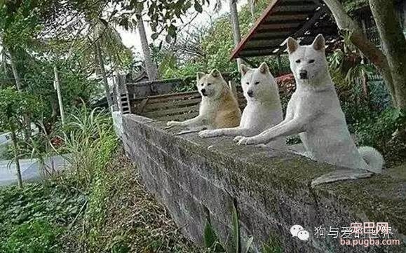 主人为了让16岁的狗狗开心，帮它找到了前主人，重逢的画面让人鼻酸……-2.jpeg