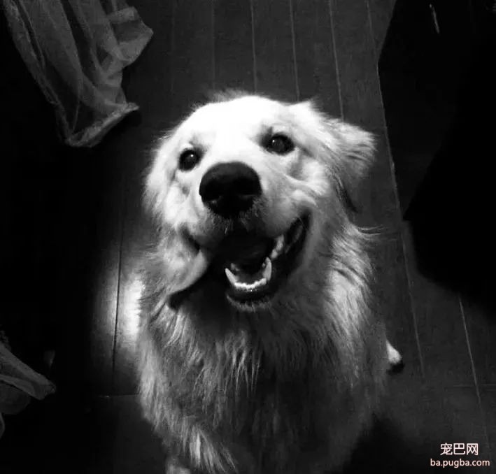 金毛误入校园被虐杀，学校领导：谁敢散播就开除谁！-11.jpg