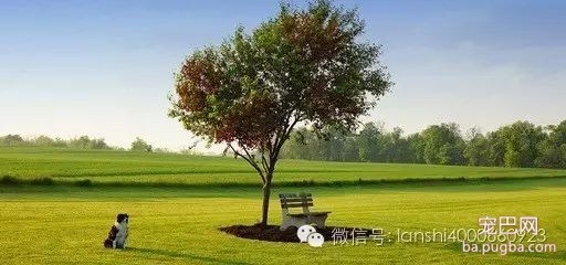 刚断奶的小狗不吃东西怎么办-3.jpeg