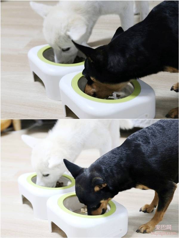 O' Pet 宠物防爆碗，碗届的诺基亚！！-19.jpeg