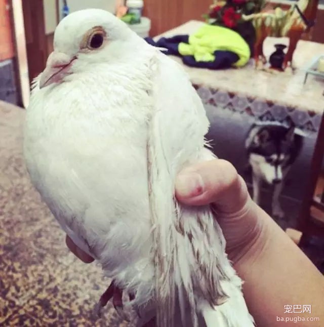 狗狗们送给主人的礼物有多奇葩，第7个直接看哭了-3.jpg